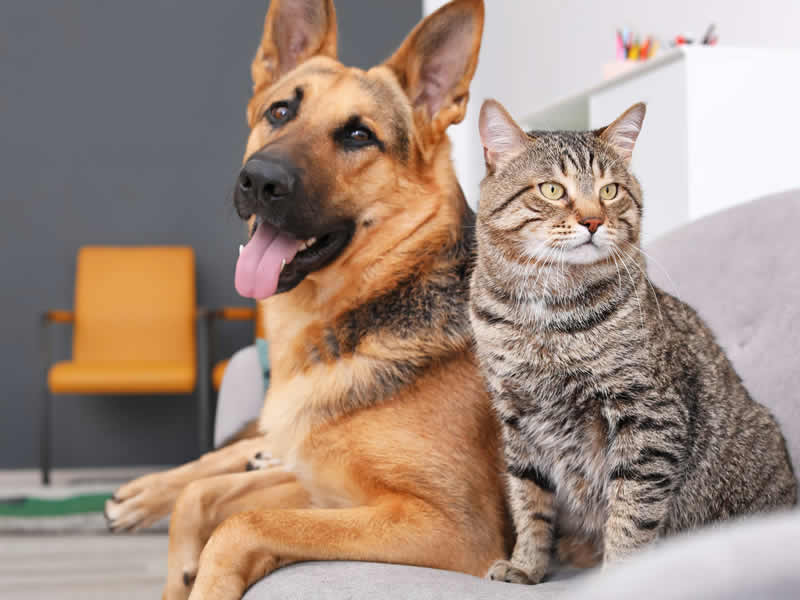 Licenciamento Anual Obrigatório de Cães e Gatos